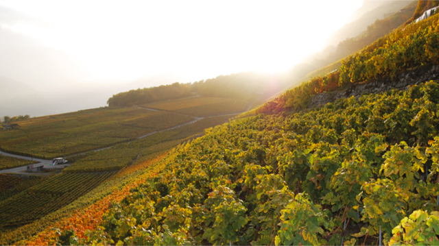 Les saisons de MT